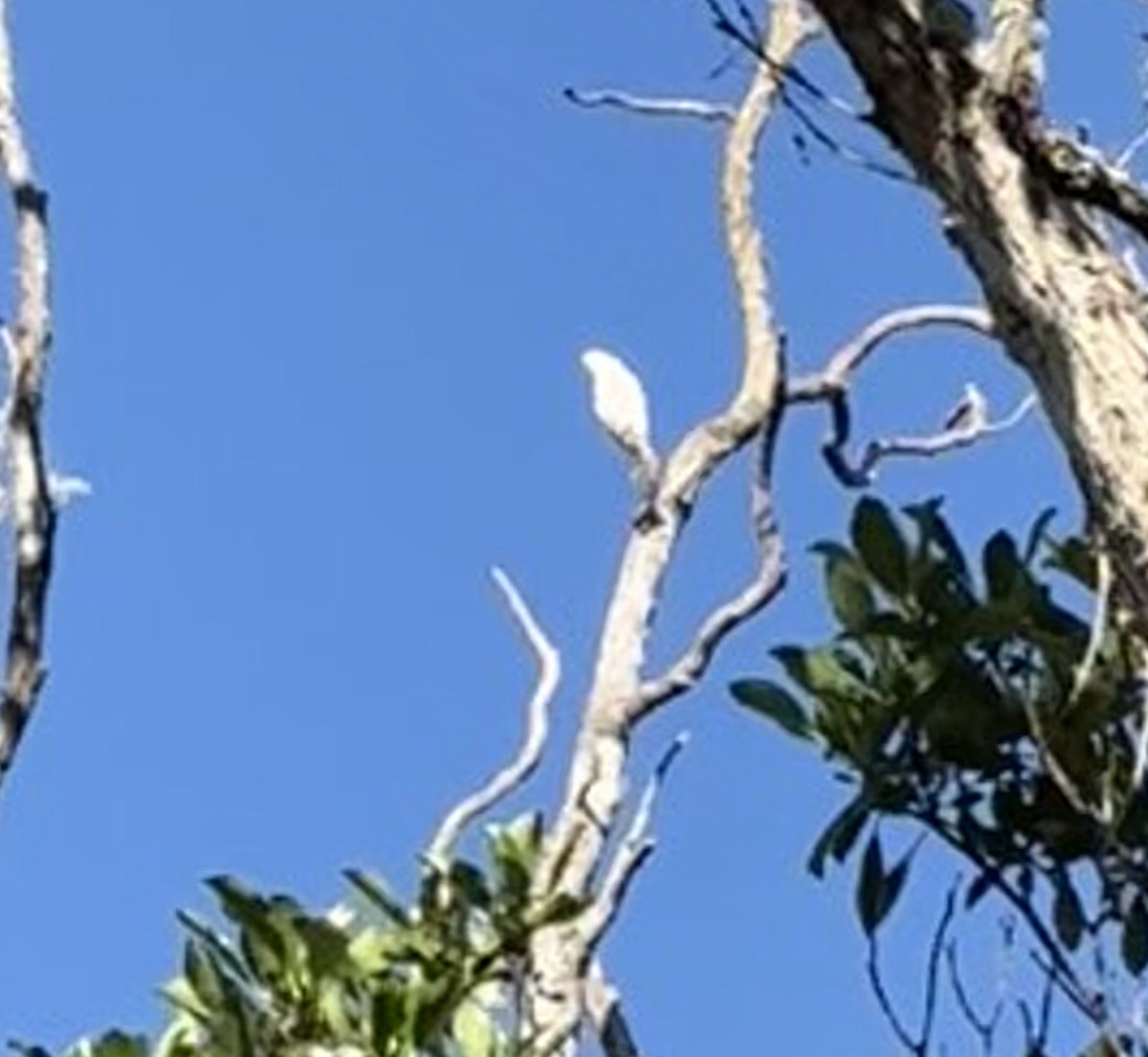 Tanimbar Corella - ML644624302