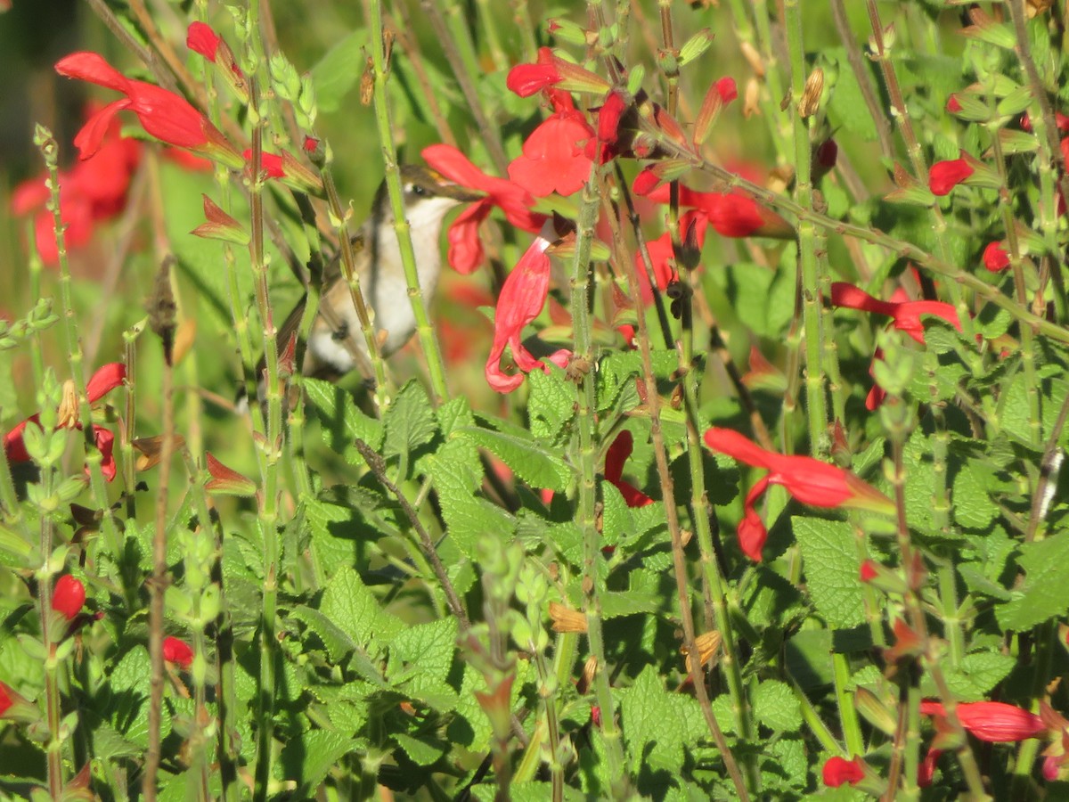 Колібрі рубіновогорлий - ML644624304