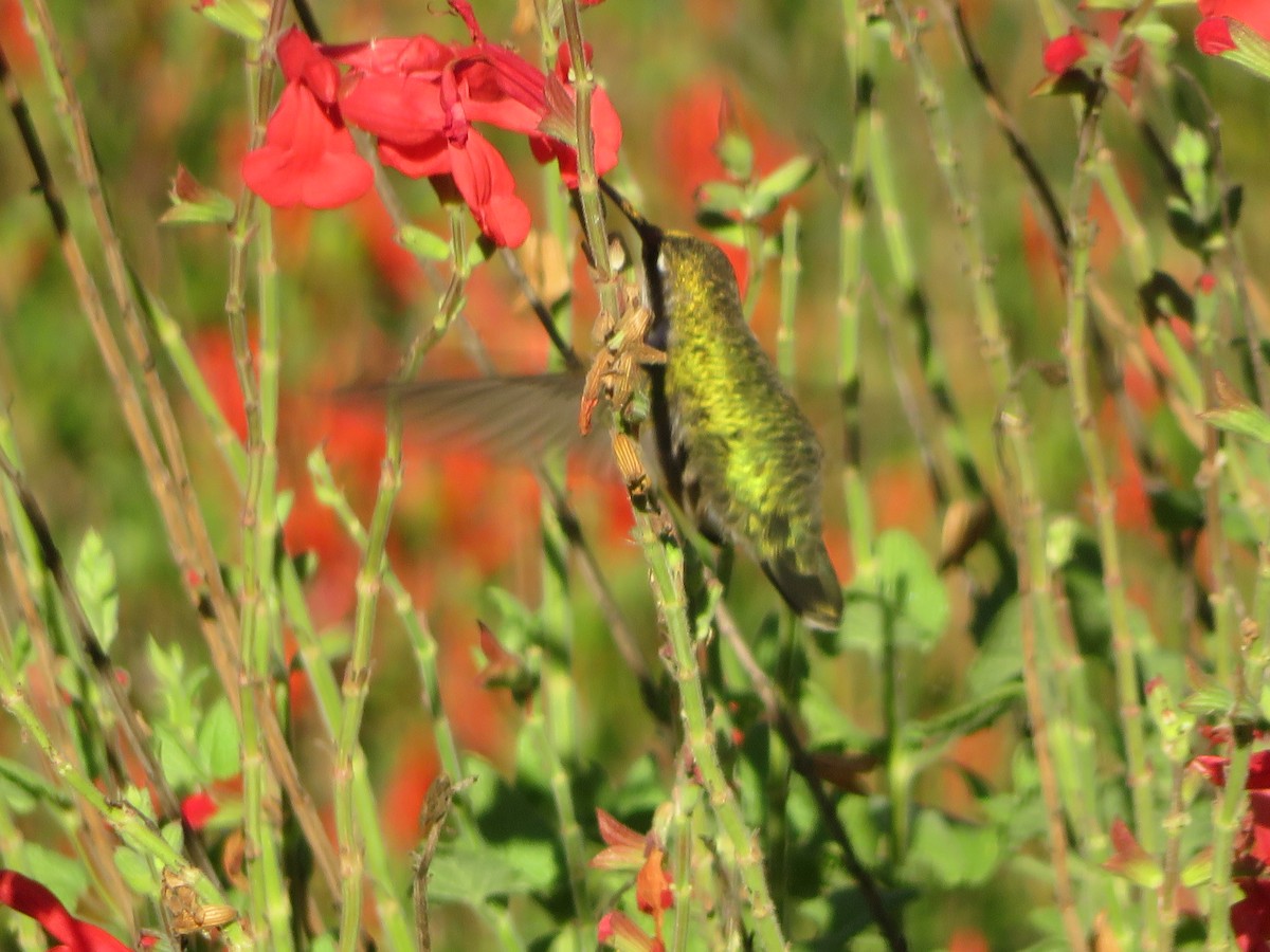 Колібрі рубіновогорлий - ML644624305