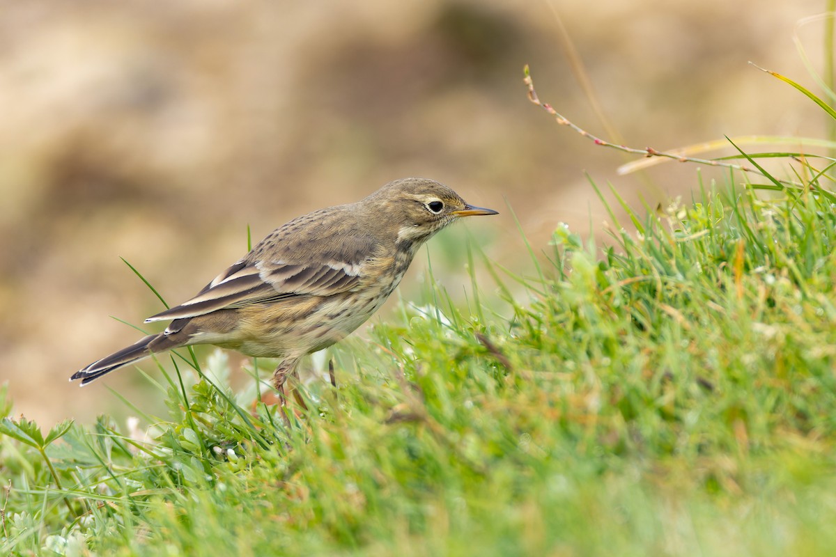 American Pipit - ML644624306