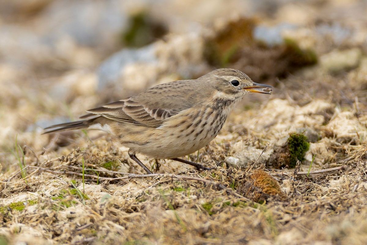 American Pipit - ML644624307
