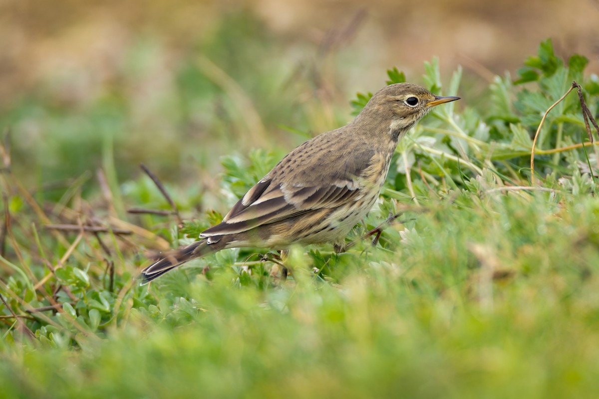 American Pipit - ML644624308