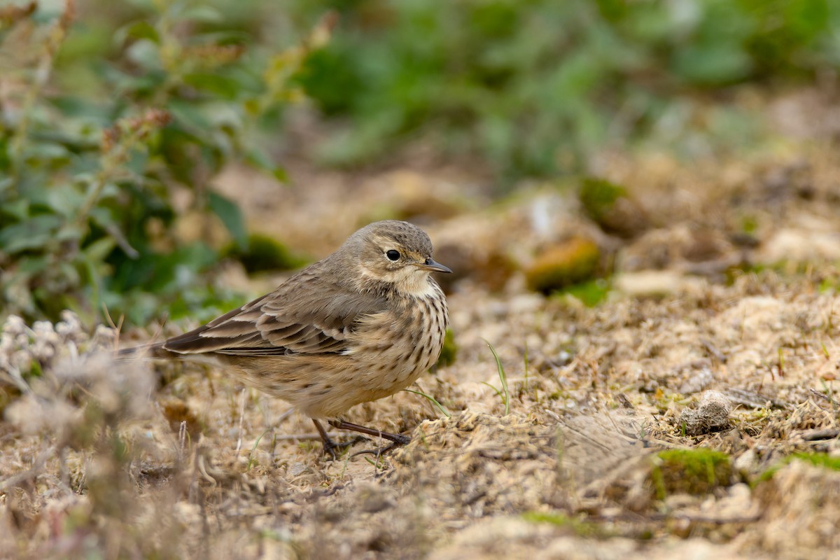American Pipit - ML644624309