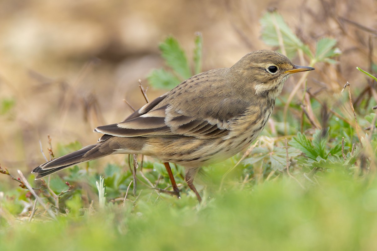 American Pipit - ML644624310