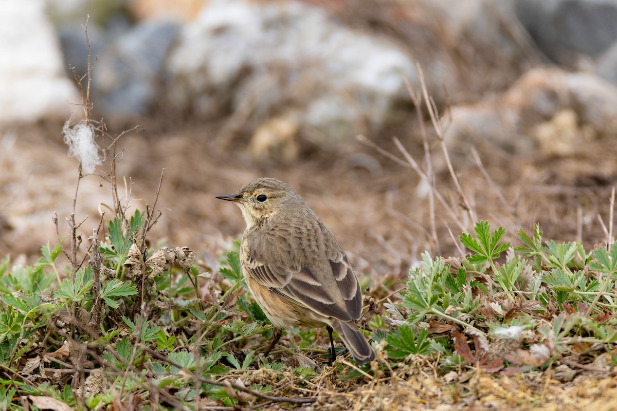 American Pipit - ML644624312