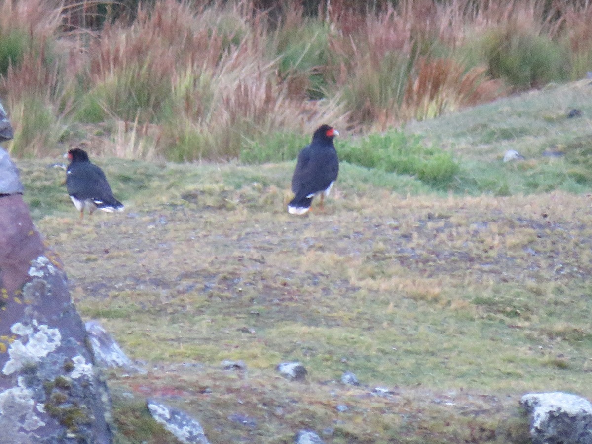 Mountain Caracara - ML644624313