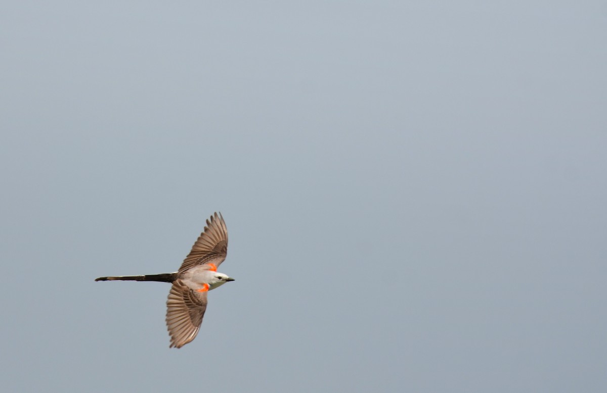 Тиран мексиканський - ML644624318