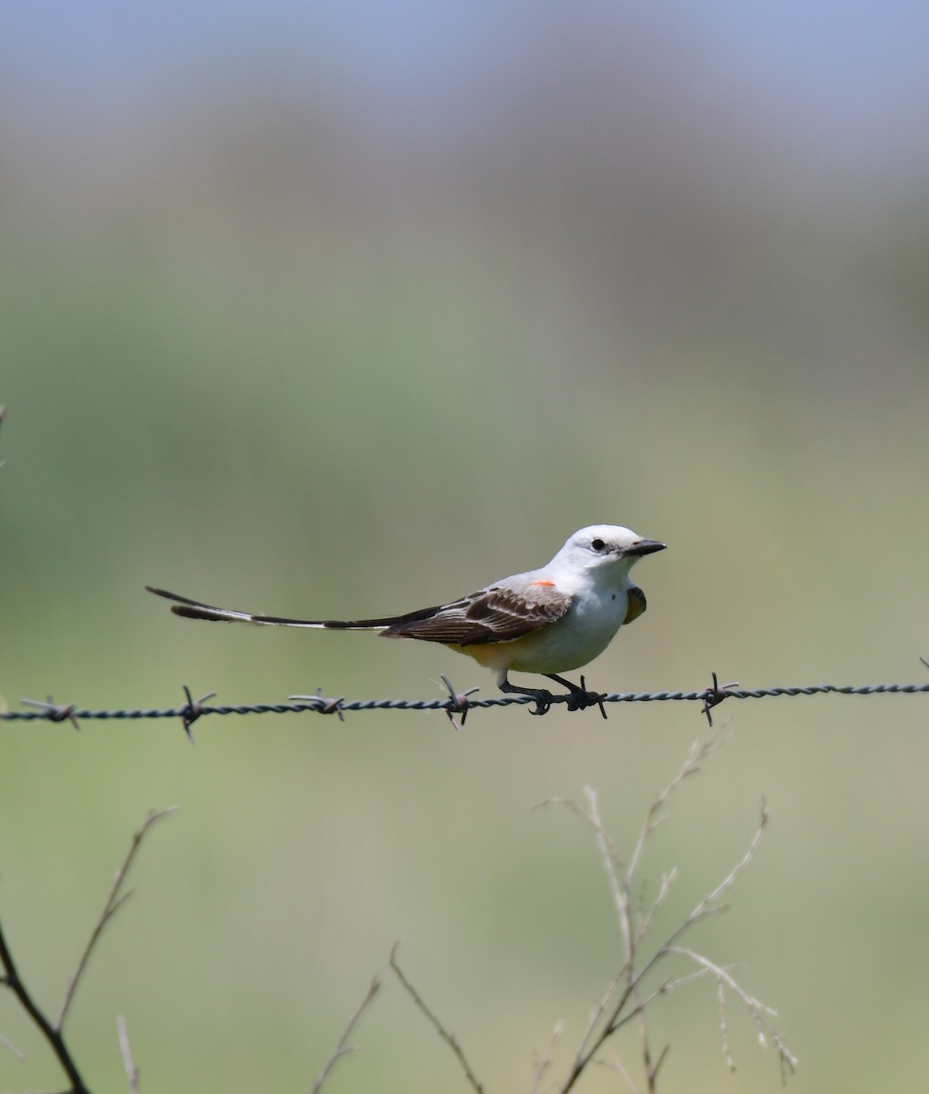 Тиран мексиканський - ML644624319