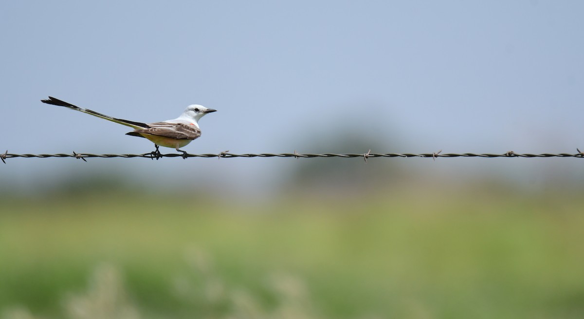 Тиран мексиканський - ML644624320