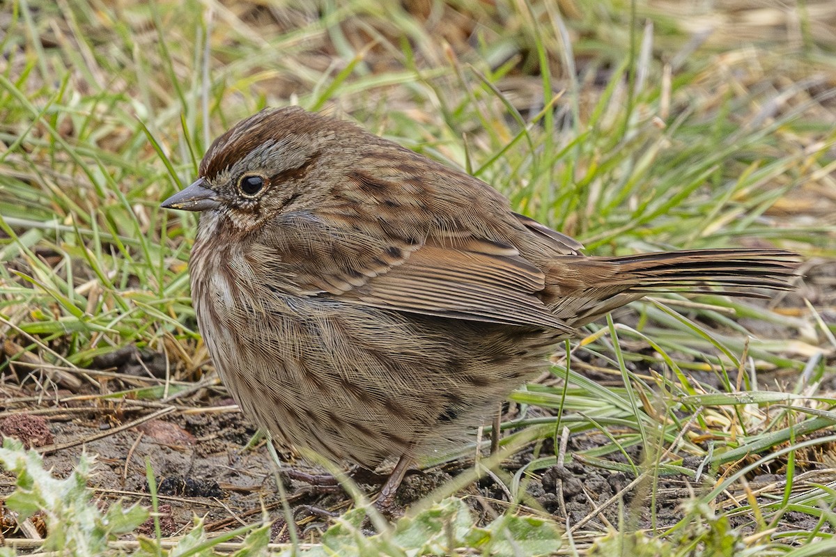 sangspurv - ML644624321