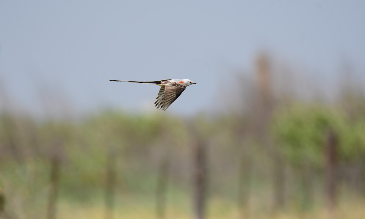 Тиран мексиканський - ML644624322