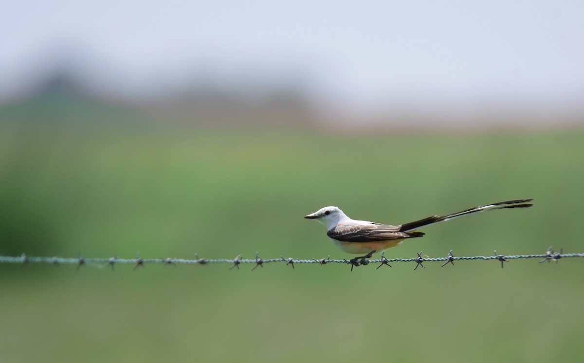 Тиран мексиканський - ML644624323