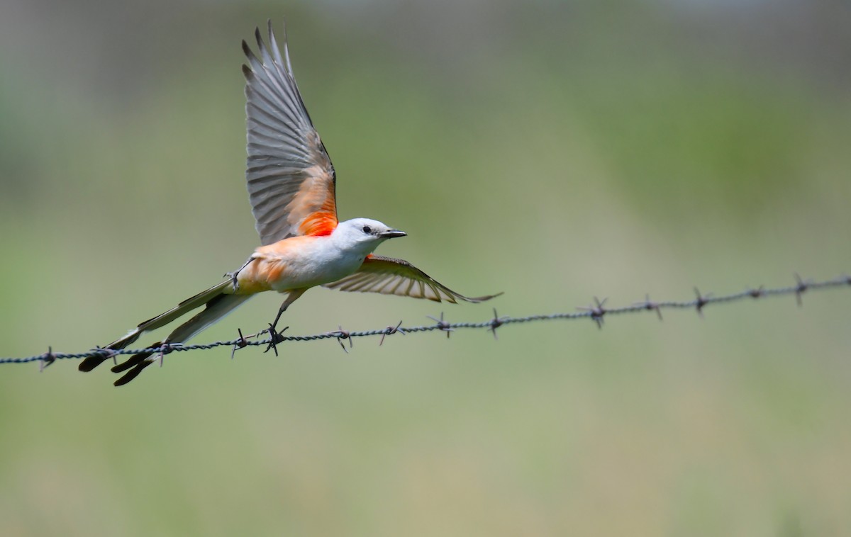 Тиран мексиканський - ML644624324