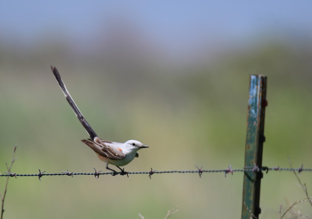 Тиран мексиканський - ML644624327