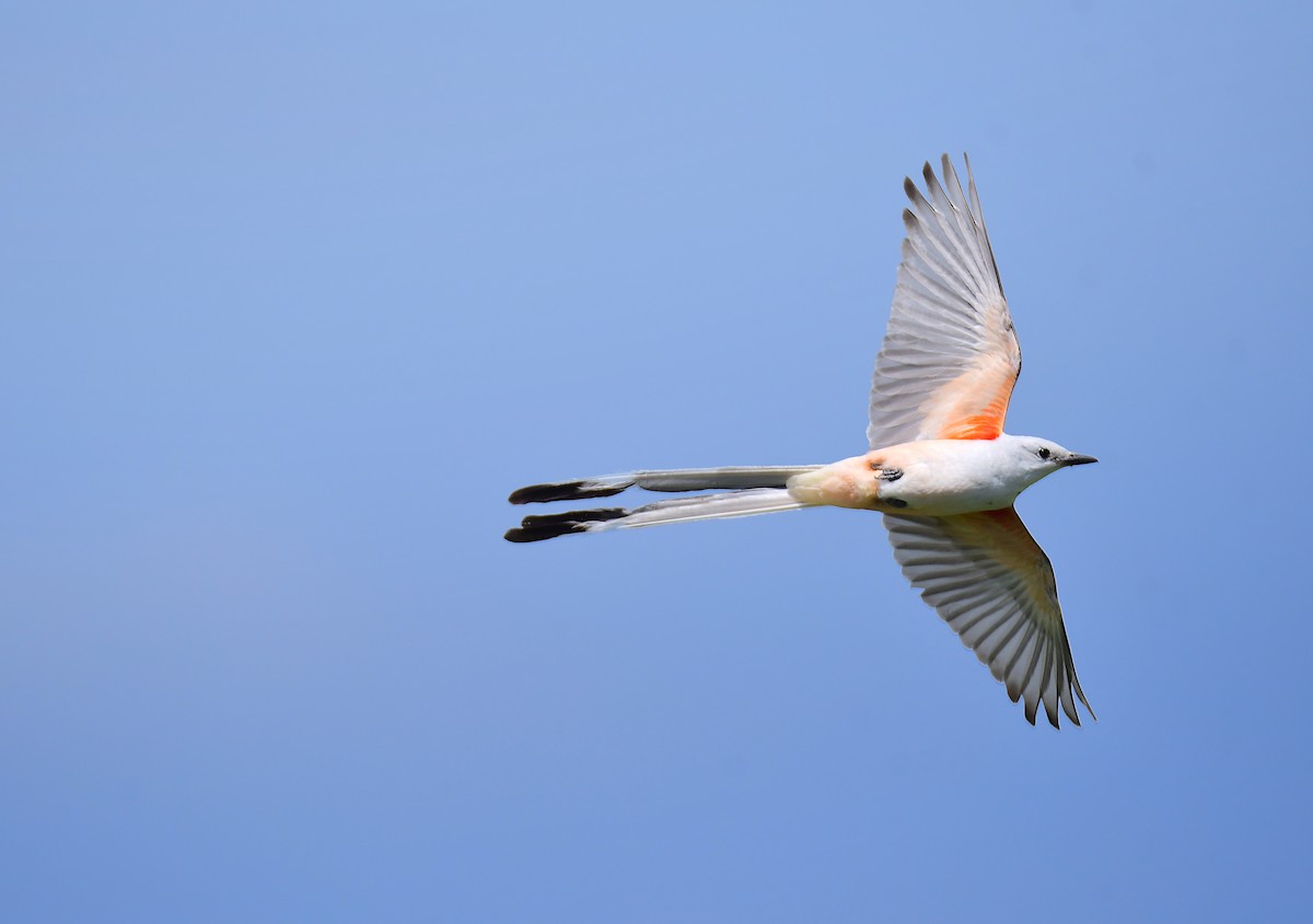 Тиран мексиканський - ML644624328