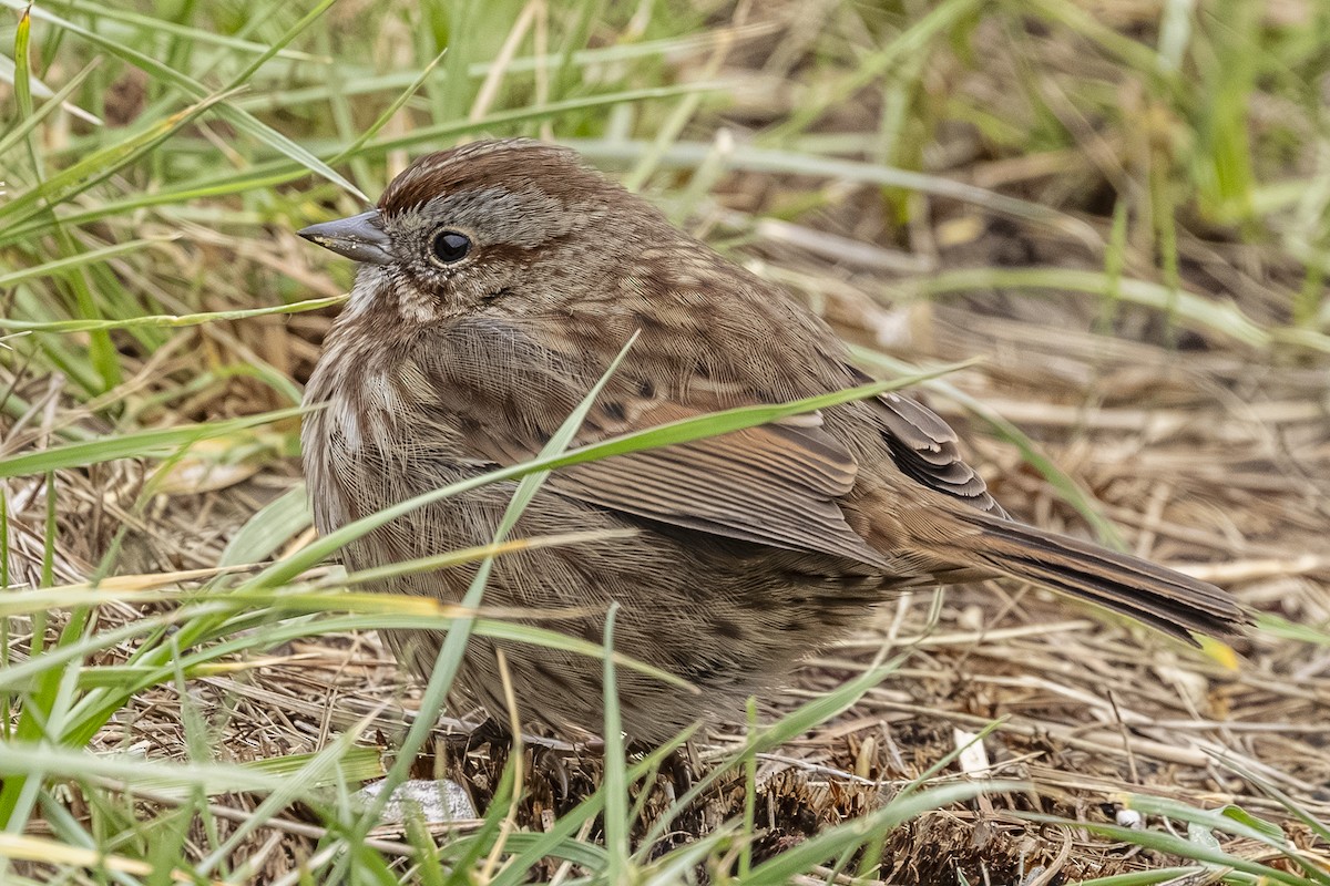 sangspurv - ML644624329