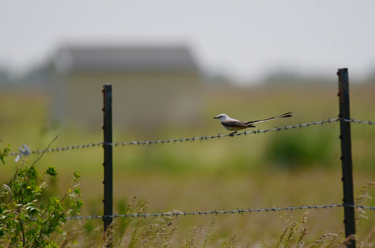 Тиран мексиканський - ML644624330