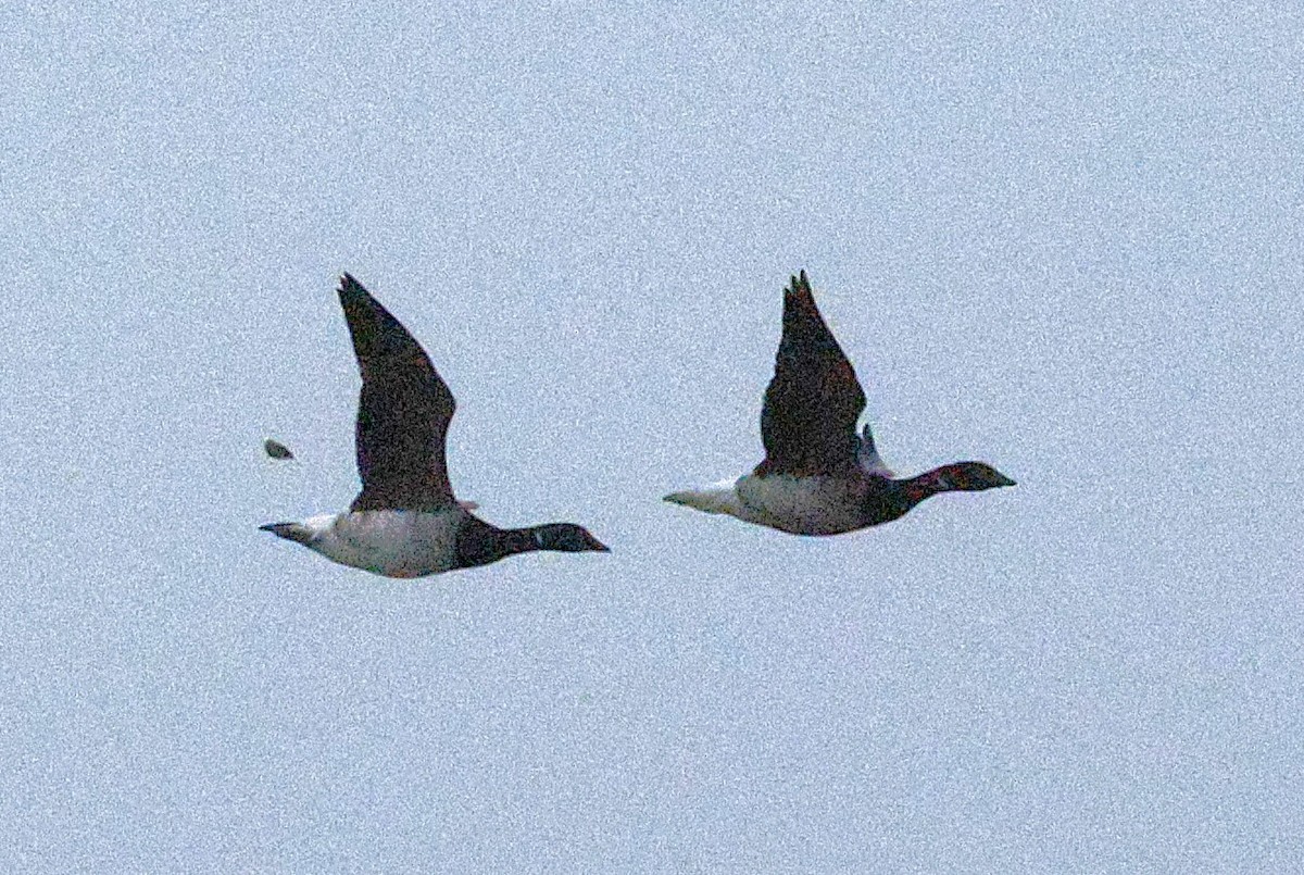 ringgås - ML644624341