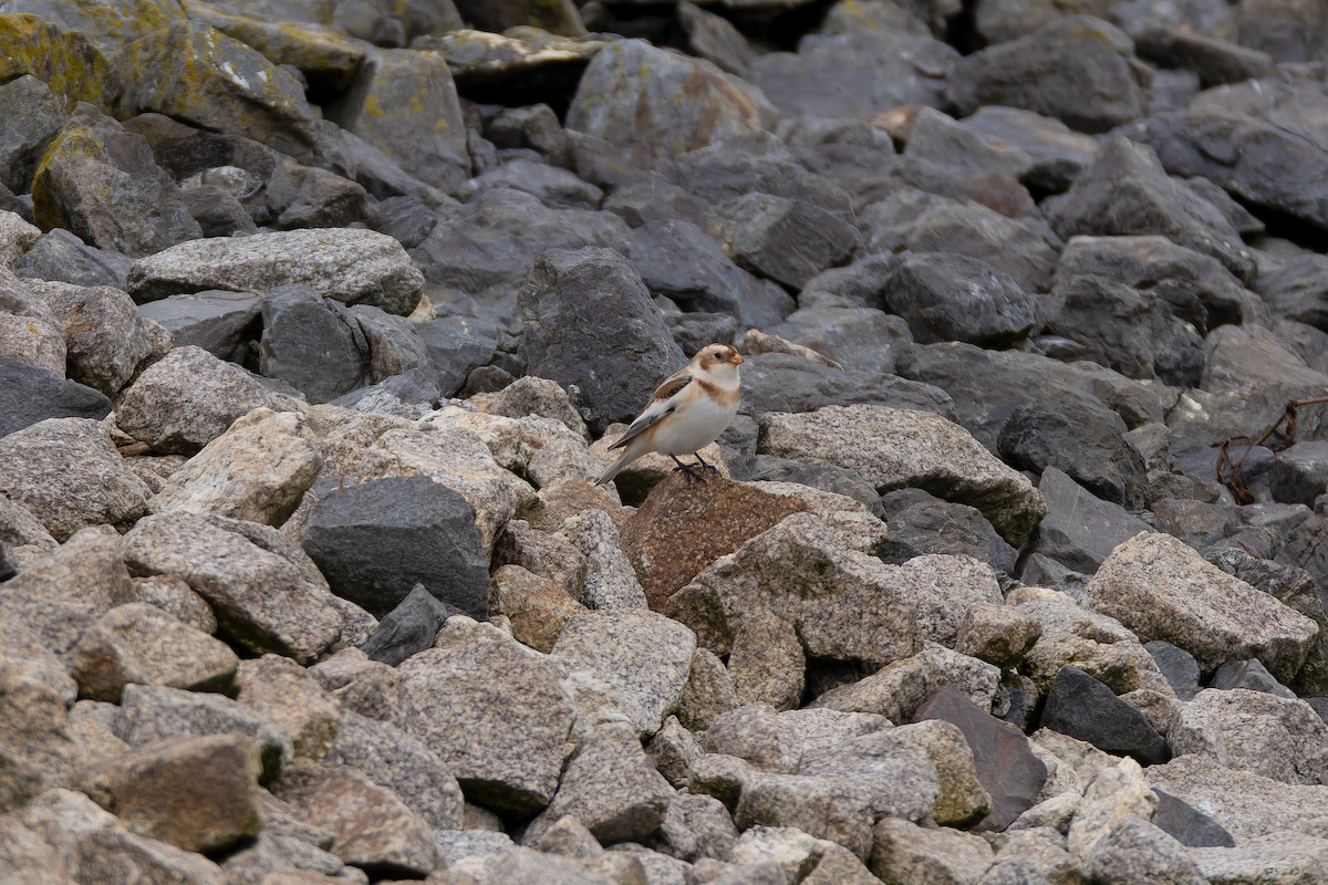 Snow Bunting - ML644624342