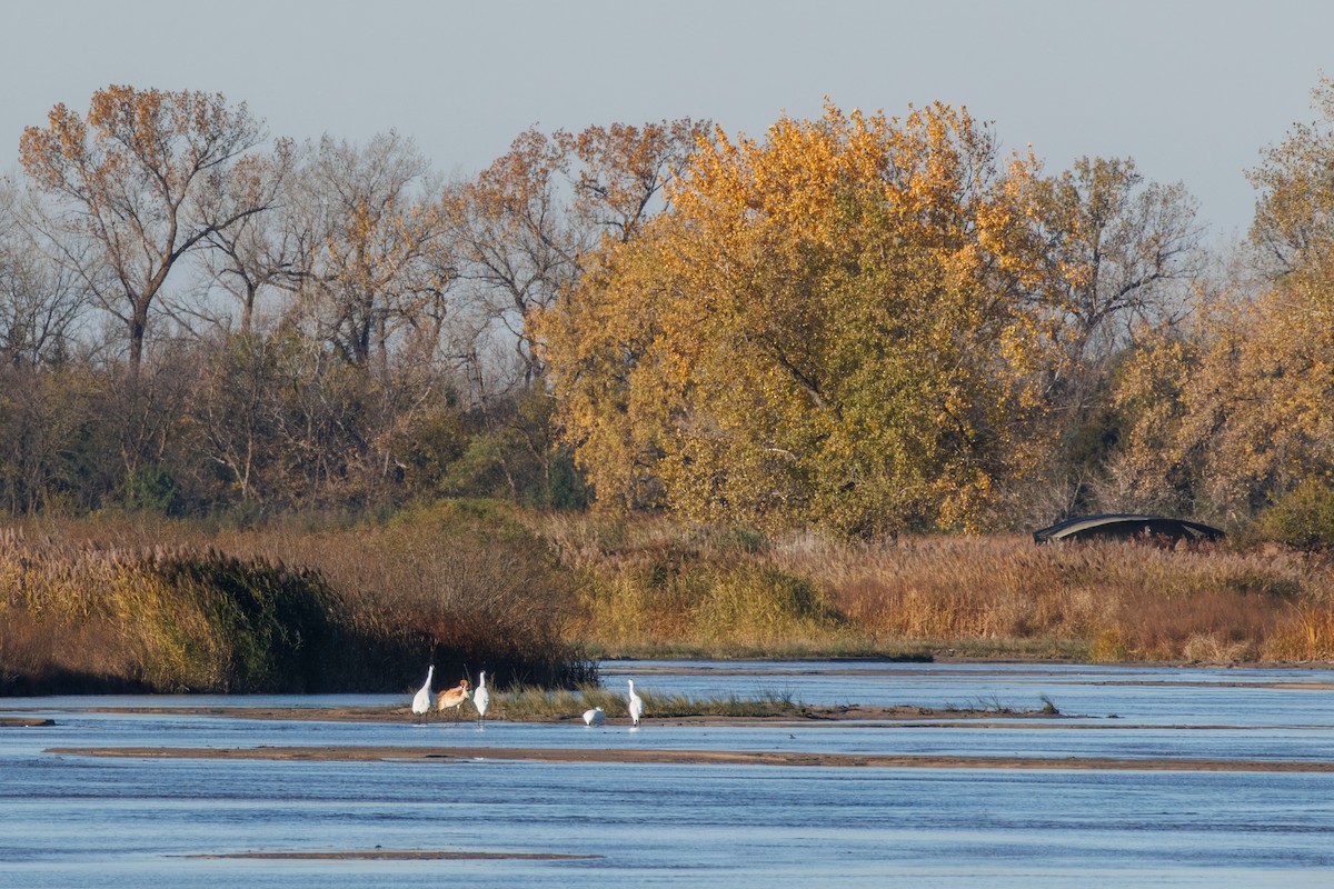 アメリカシロヅル - ML644624343
