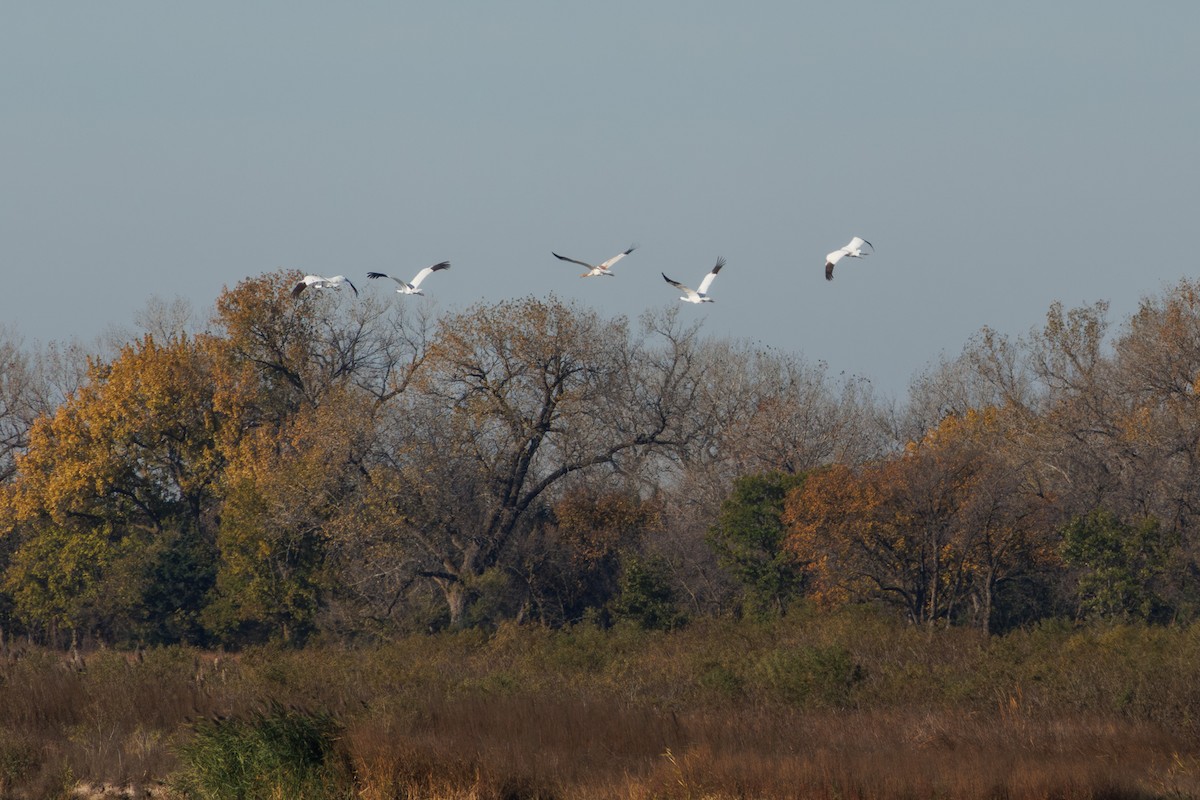 アメリカシロヅル - ML644624344