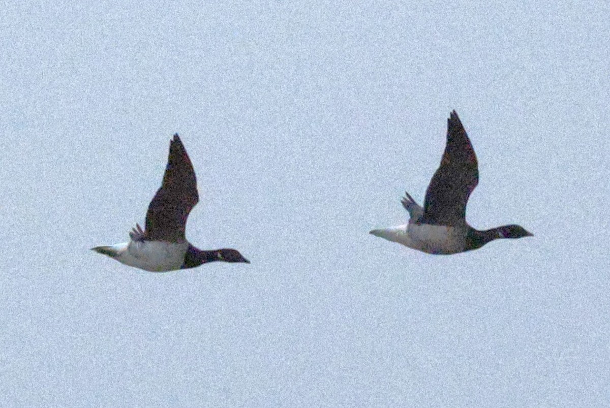 ringgås - ML644624355