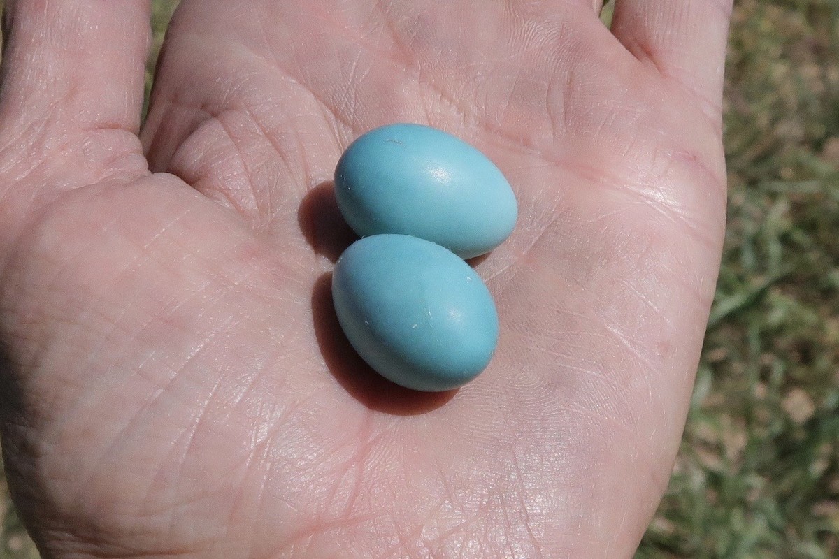 クリイロハタオリ（trothae） - ML644624357