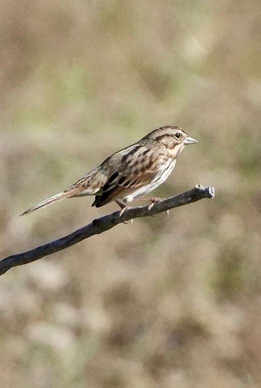 sangspurv - ML644624364