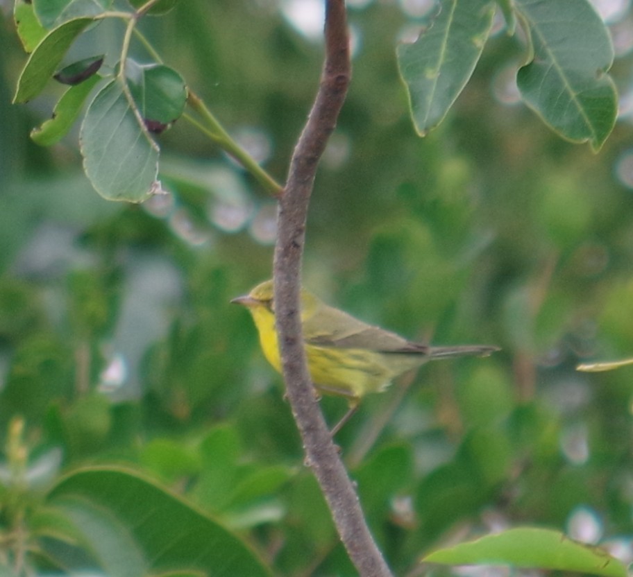 Prairie Warbler - ML644624365
