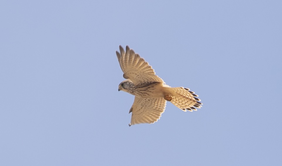 Eurasian Kestrel - ML644624370
