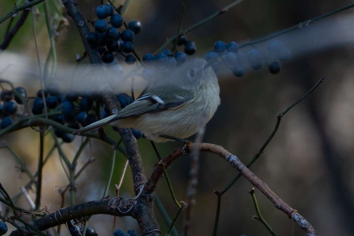 králíček americký - ML644624374