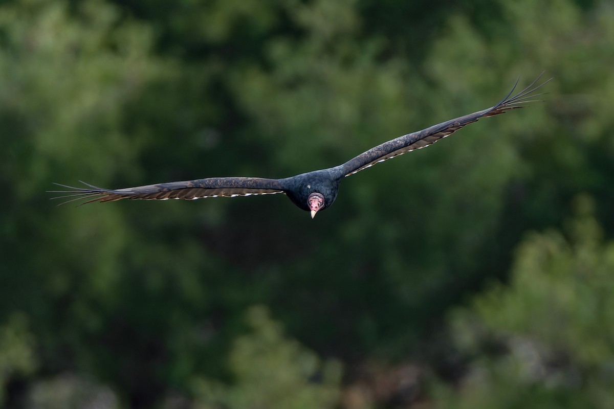 Turkey Vulture - ML644624375