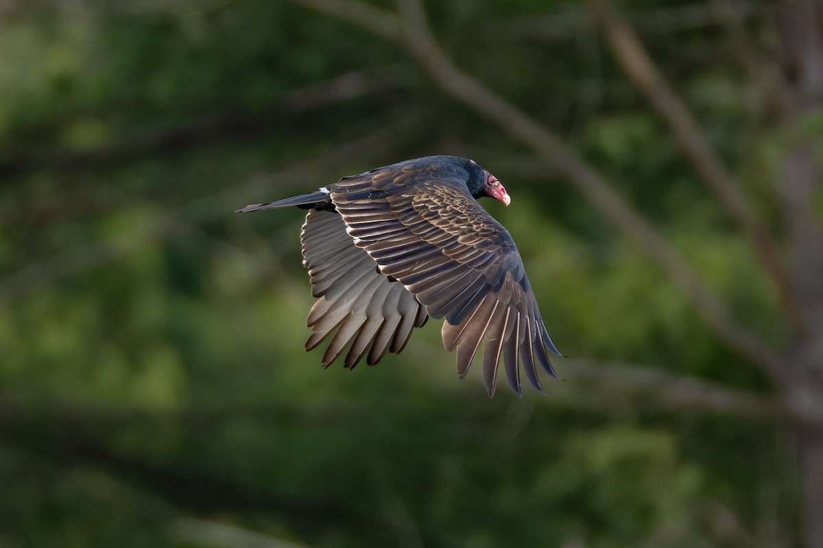 Turkey Vulture - ML644624376