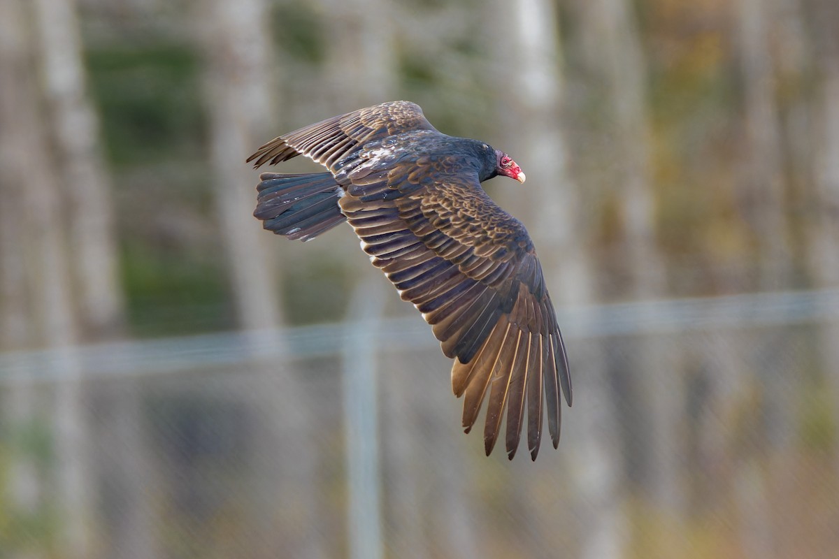 Turkey Vulture - ML644624377