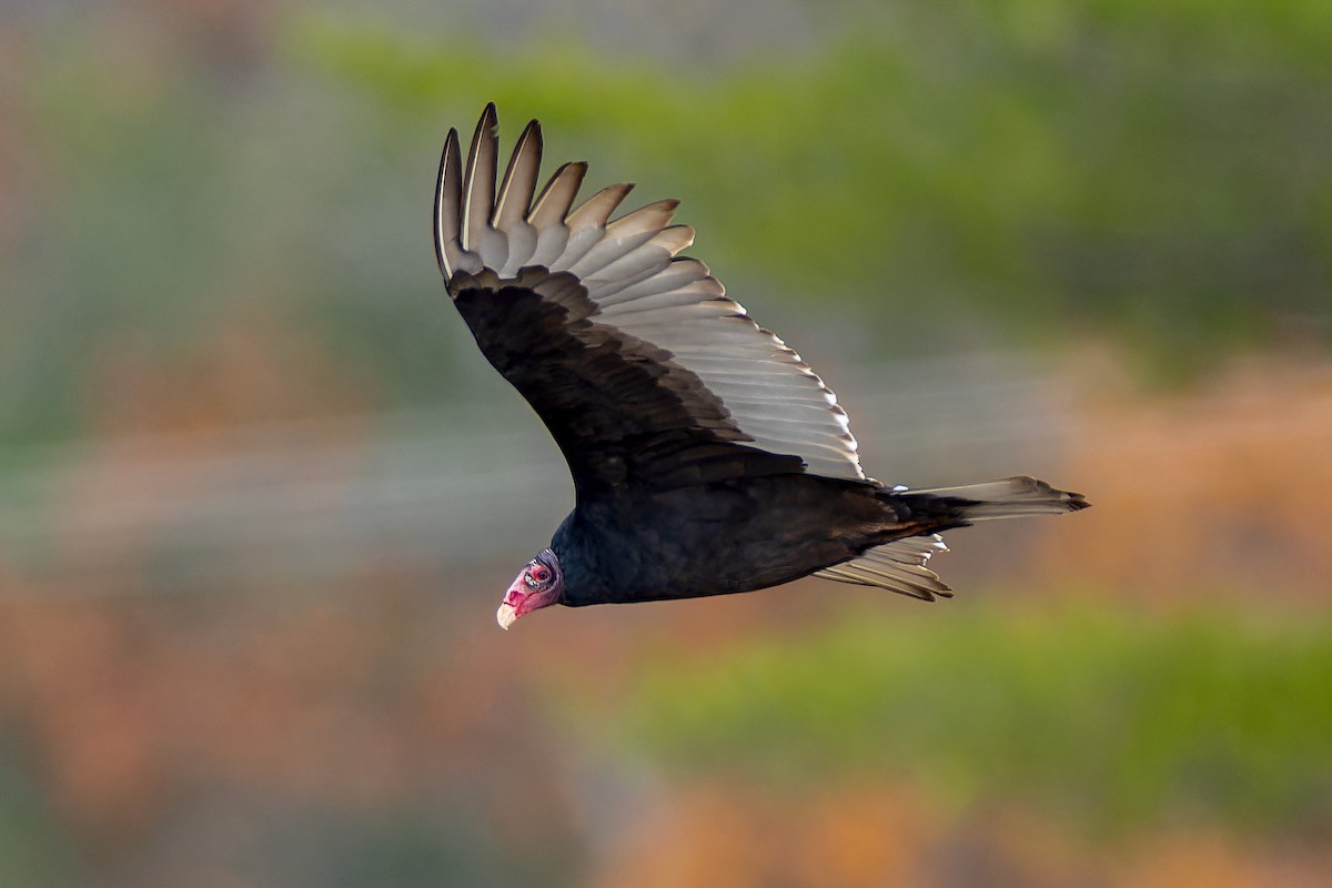 Turkey Vulture - ML644624378