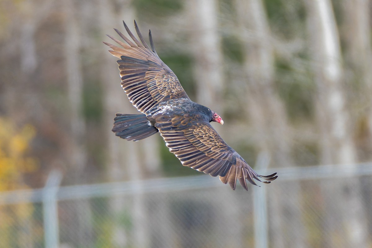 Turkey Vulture - ML644624379