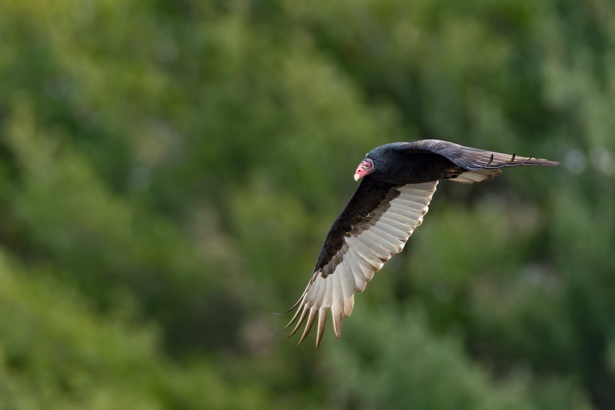 Turkey Vulture - ML644624380