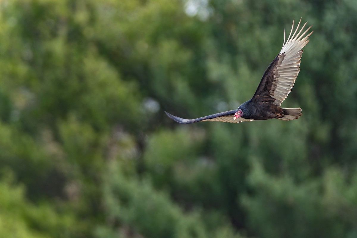 Turkey Vulture - ML644624381