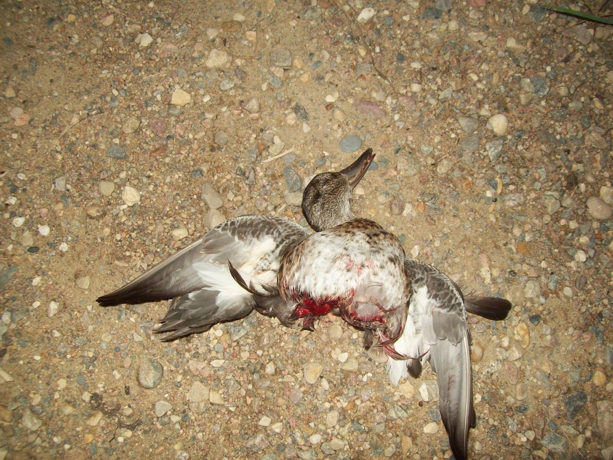 Blue-winged Teal - ML644624385