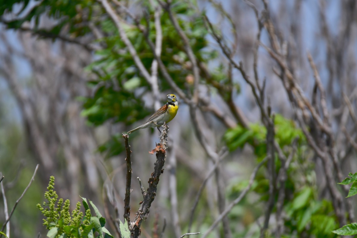 Лускун - ML644624389