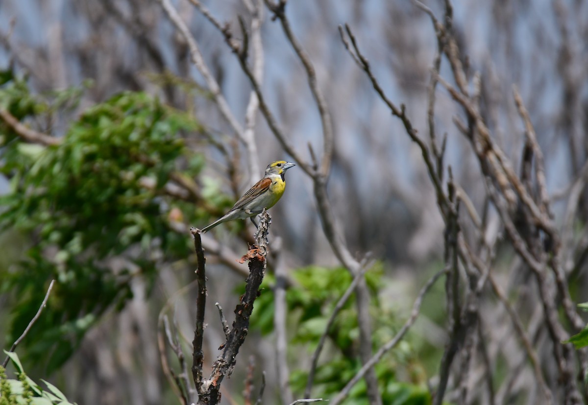 Лускун - ML644624390