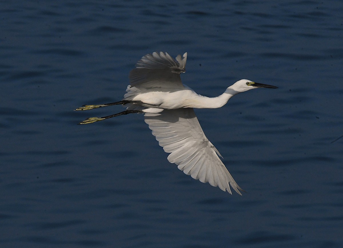 silkehegre - ML644624391