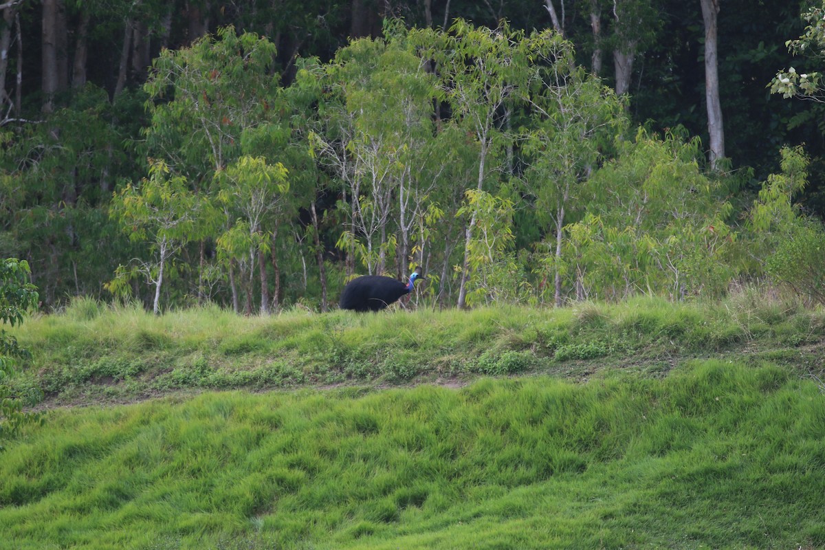 Southern Cassowary - ML644624398