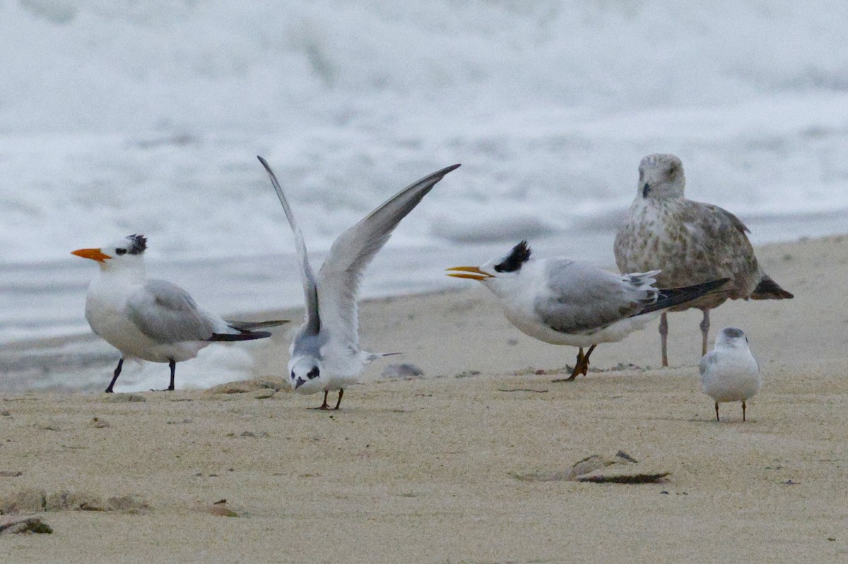 Sterne de Forster - ML644624402