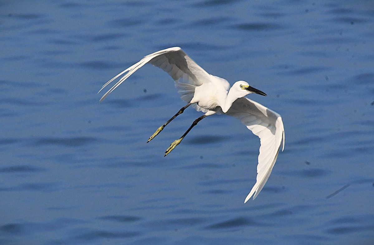 silkehegre - ML644624403