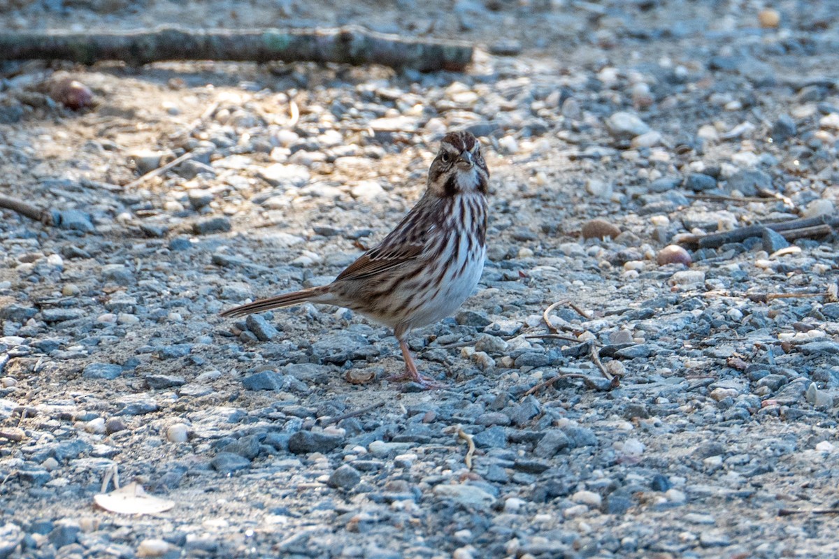 sangspurv - ML644624408