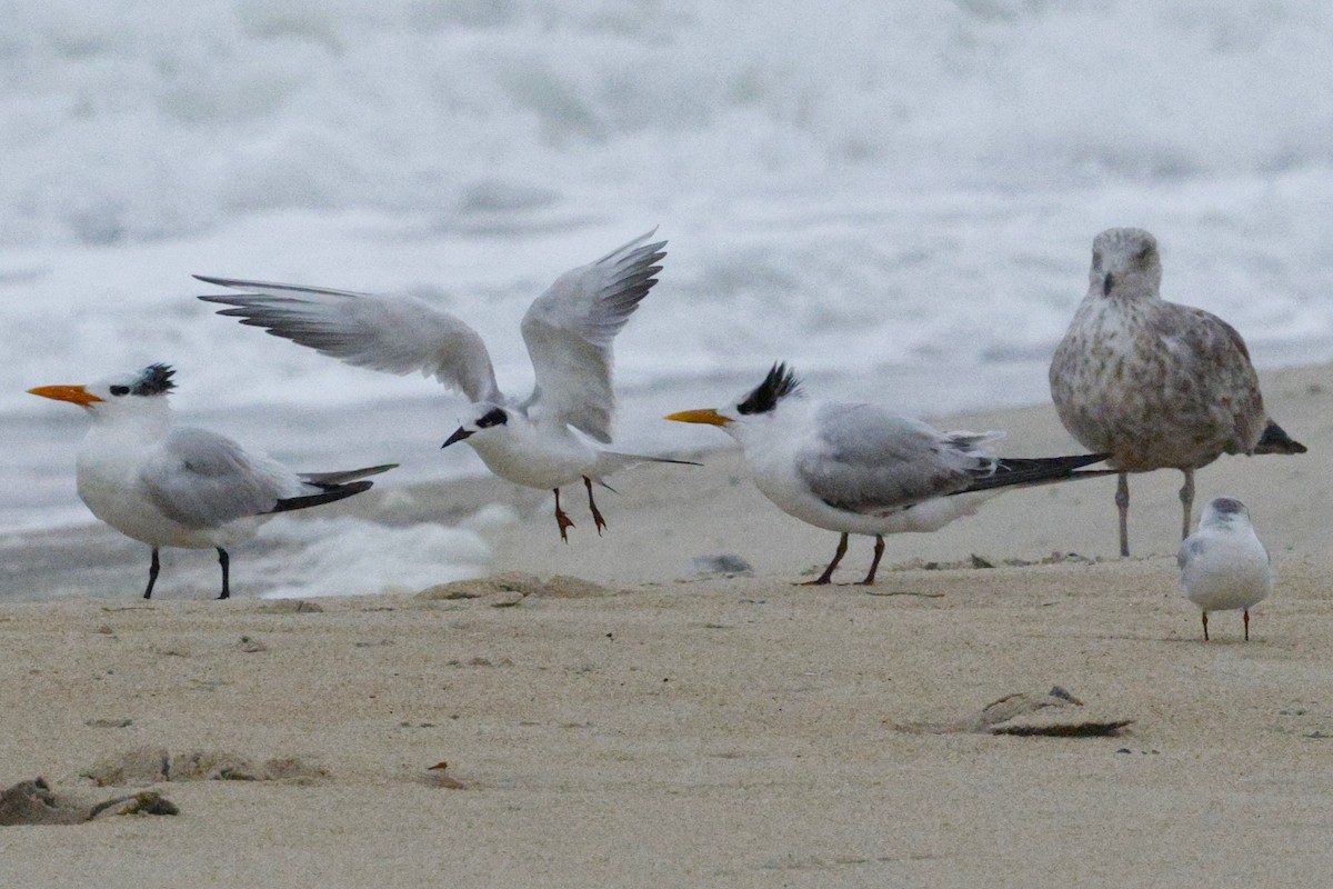 Sterne de Forster - ML644624410