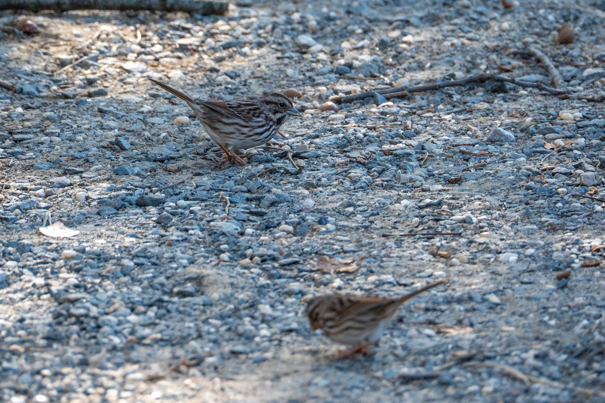 sangspurv - ML644624411