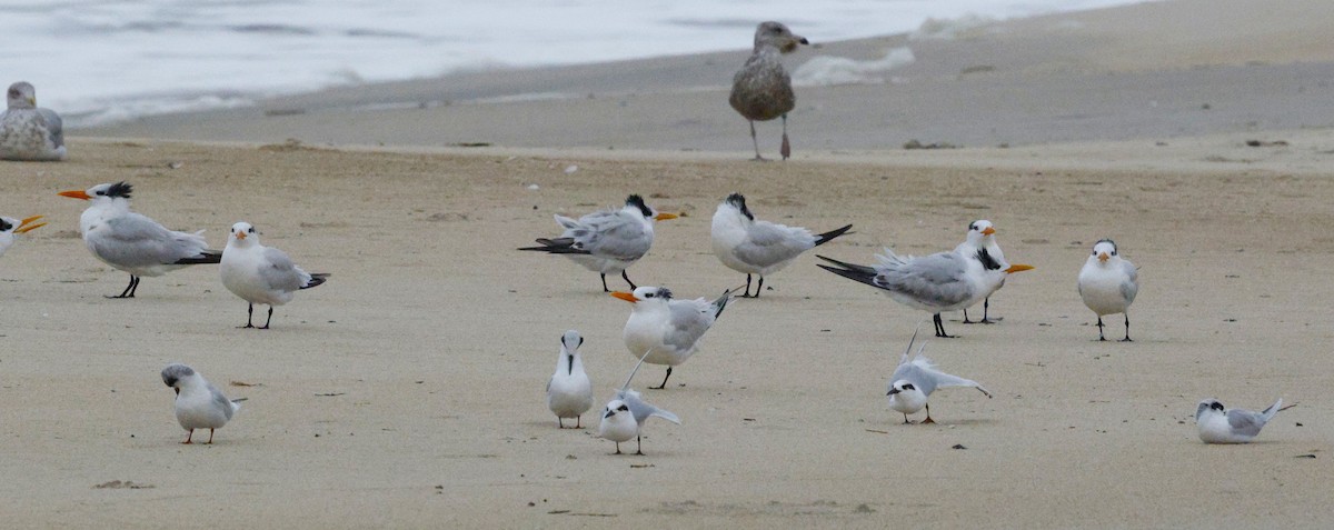 Sterne de Forster - ML644624412