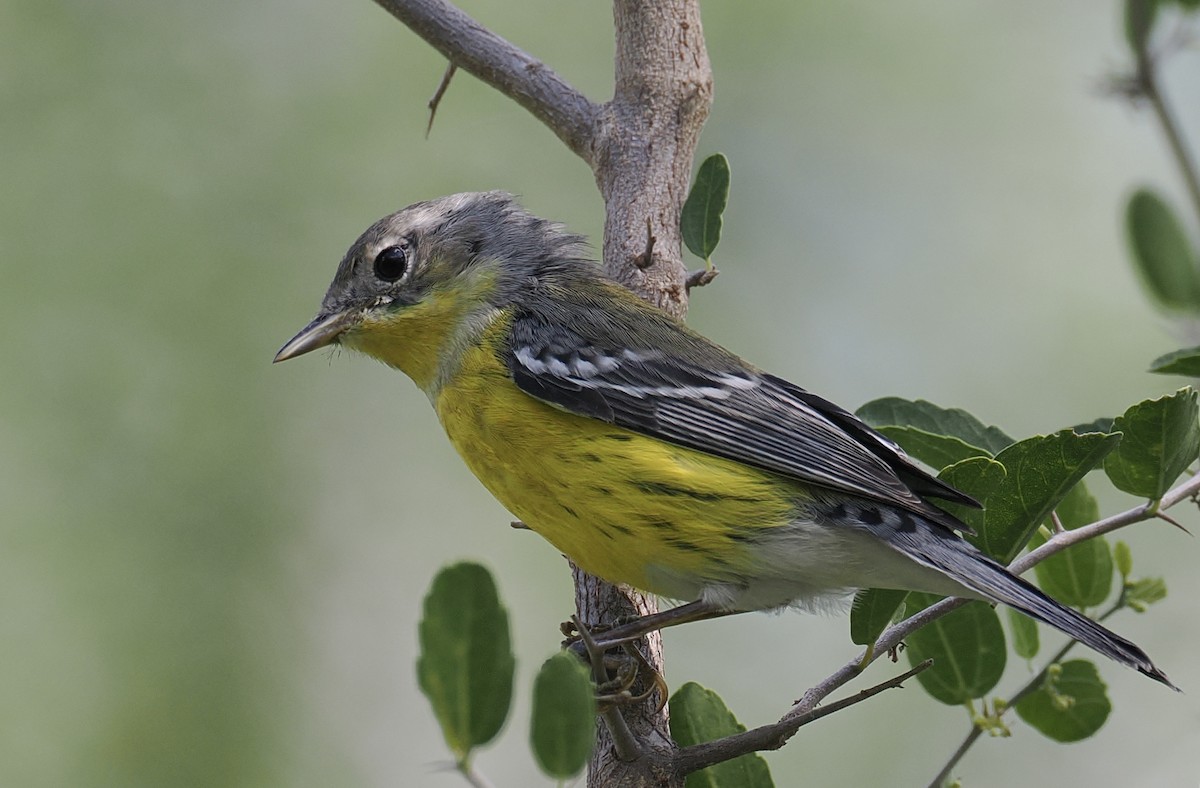 Magnolia Warbler - ML644624417